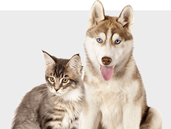 Urne per animali